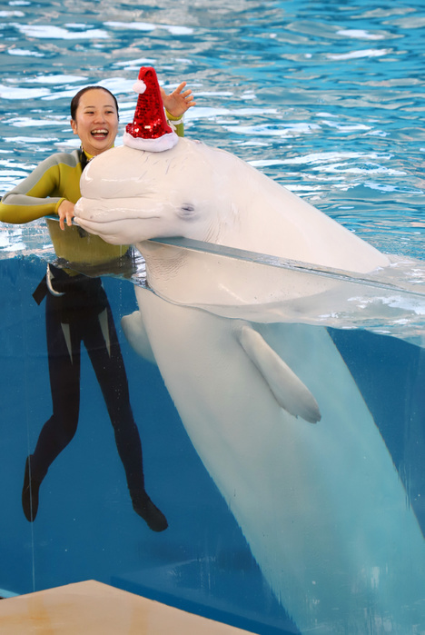 Even the animals are Christmas specific Hakkeijima Sea Paradise December 2, 2017, Yokohama, Japan   A beluga wears a Santa hat to attract visitors in a Christmas event at the Hakkeijima Sea Paradise aquarium in Yokohama, suburban Tokyo, on Saturday, December 2, 2017. The show will be held daily to attract visitors until Christmas Day.       Photo by Yoshio Tsunoda AFLO  LWX  ytd 