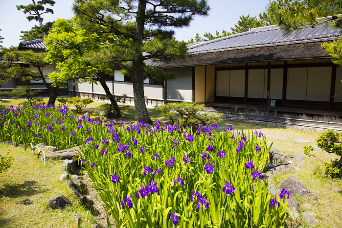 Yosuien, Wakayama Prefecture, Kakitsubata blooming Kakitsubata flower garden and tea ceremony house, Yosui tei, designated national scenic beauty spot, former Kishu Tokugawa Family Garden