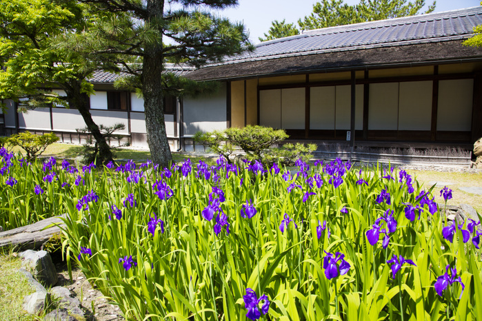 Yosuien, Wakayama Prefecture, Kakitsubata blooming Kakitsubata flower garden and tea ceremony house, Yosui tei, designated national scenic beauty spot, former Kishu Tokugawa Family Garden