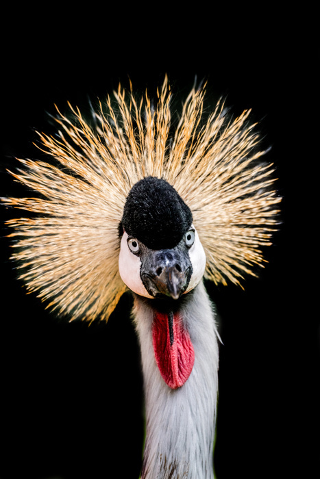 Frontal head close-up of grey crowned crane