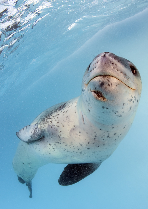 Facial view of a leopard seal, Astrolabe Island, Antarctica.               Hydrurga leptonyx Facial view of a leopard seal  Hydrurga leptonyx  during a close encounter, Astrolabe Island, Antarctica. The seal has large scar under the jaw.