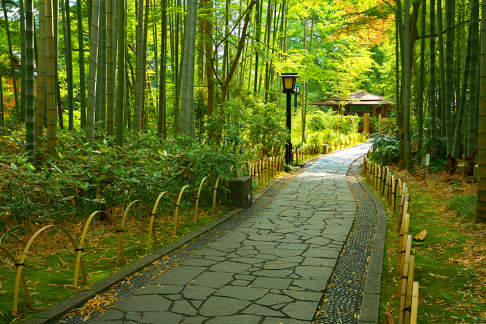 Shuzenji Bamboo Grove in Fresh Green, Shizuoka Prefecture