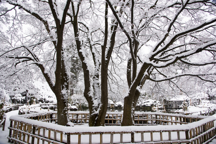 Snowy Maple Park