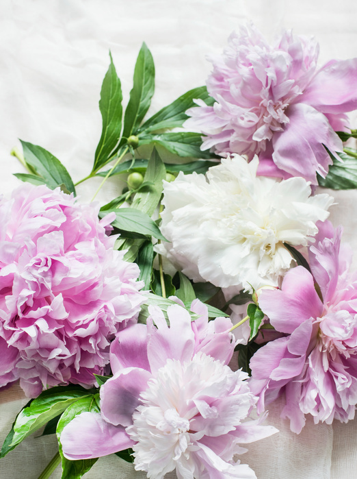 Pink peonies on table