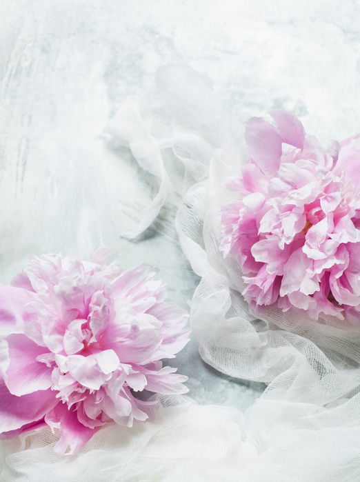 Pink peonies on white fabric