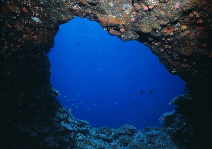 Undersea Scenery, Okinawa, Japan