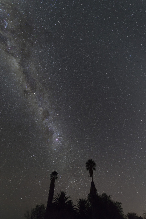Namibia, Region Khomas, near Uhlenhorst, Astrophoto, Band of southern Milky Way with palm trees in foreground