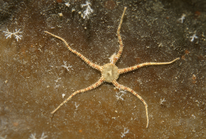 Crevice Brittle Star (Ophiopholis aculeata), White Sea, Karelia, Russia, Europe