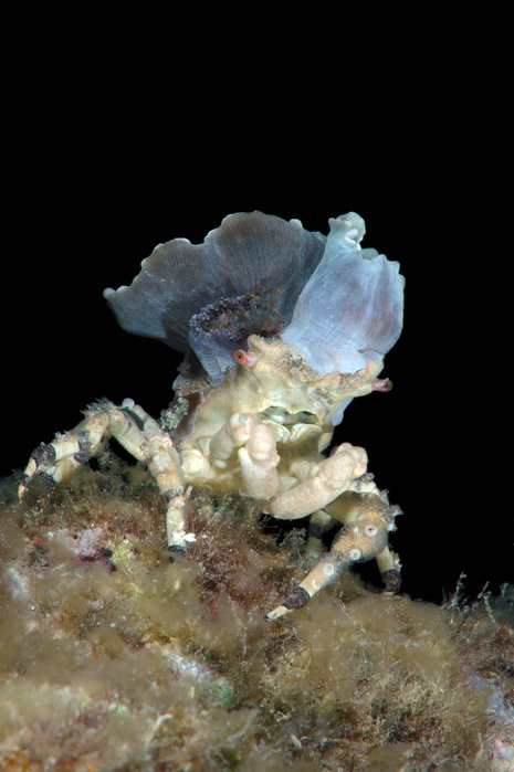 Corallimorph Decorator Crab (Cyclocoeloma tuberculata) with sea anemones on the back, Bohol Sea, Cebu, Philippines, Asia