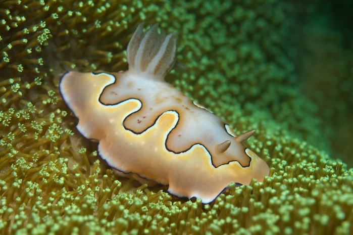 Nudibranch or sea slug Co's Goniobranchus (Chromodoris coi), South China Sea, Pulau Redang Island, Malaysia, Asia