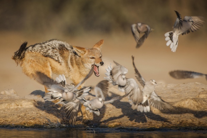 Black-backed jackal (Canis mesomelas) chasing pigeons at a waterhole, Kgalagadi Transfrontier National Park, Northern Cape Province, South Africa, Africa