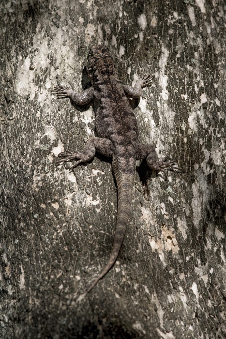 Amazon lava lizard (Tropidurus torquatus), camouflaged on tree trunk, Pantanal, Mato Grosso do Sul, Brazil, South America