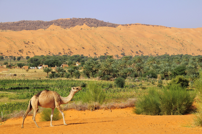 Dromedary (Camelus dromedarius) at the oasis, Moudjeria, Tagant region, Mauritania, Africa