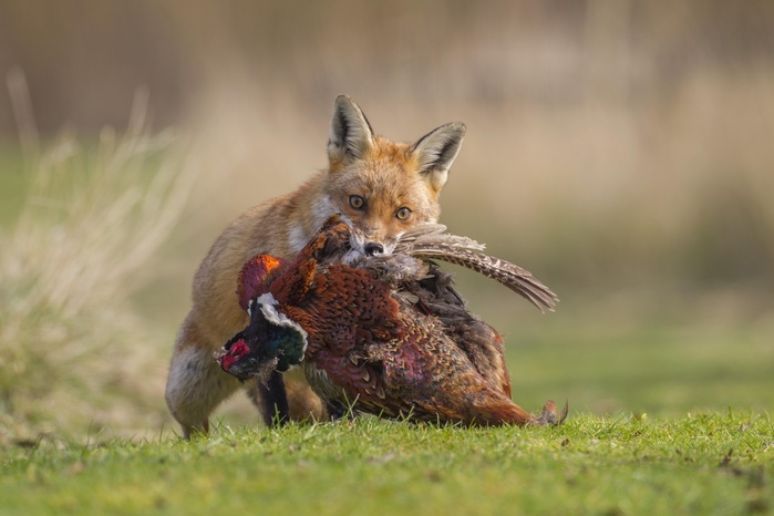 Red Fox (Vulpes vulpes) carrying a dead Pheasant (Phasianus colchicus), Bedfordshire, United Kingdom, Europe