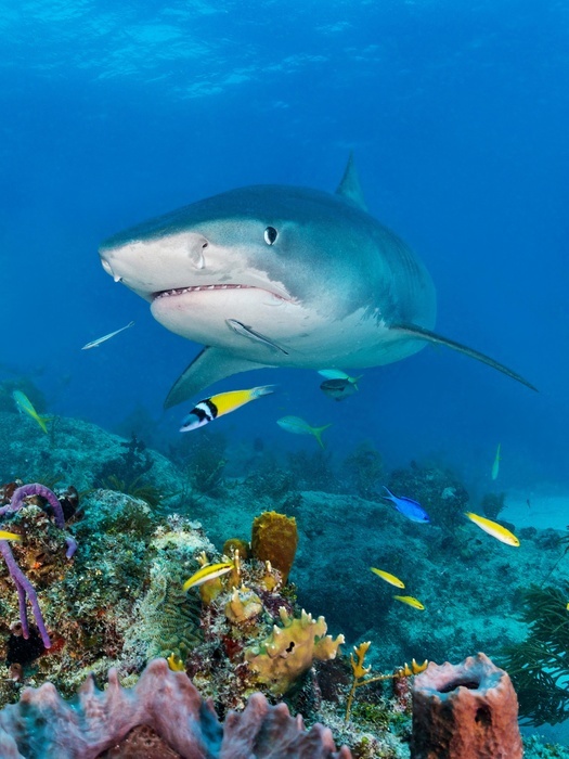 Tiger Shark (Galeocerdo cuvier) over coral reef, Caribbean, Bahamas, Central America