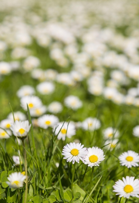 Common daisy (Bellis perennis) in a meadow, Germany, Europe