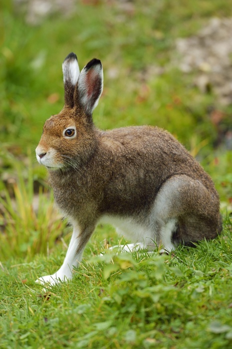 Arctic hare (Lepus timidus Varronis), moulting, Canton of Schwyz, Switzerland, Europe