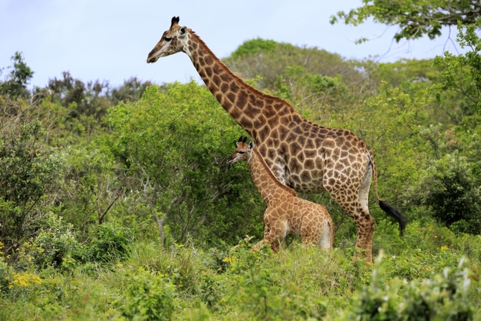 Cape giraffes (Giraffa camelopardalis giraffa), adult female with youngs, foraging, Saint Lucia Estuary, Isimangaliso Wetland Park, Kwazulu Natal, South Africa, Africa