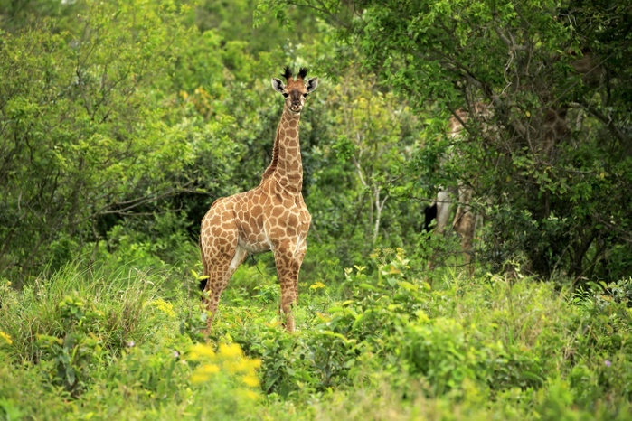 Cape Giraffe, (Giraffa camelopardalis giraffa), young, alert, Saint Lucia Estuary, Isimangaliso Wetland Park, Kwazulu Natal, South Africa, Africa