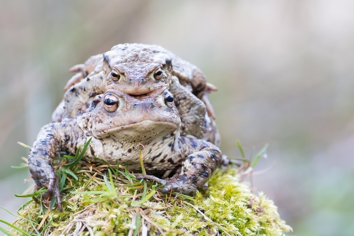 Common toads (bufo Bufu) migrating, Hesse, Germany, Europe