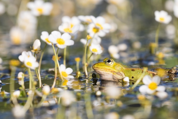 Edible frog (Pelophylax kl. esculentus) in pond amongst white water-crowfoot (Ranunculus aquatilis), Hesse, Germany, Europe