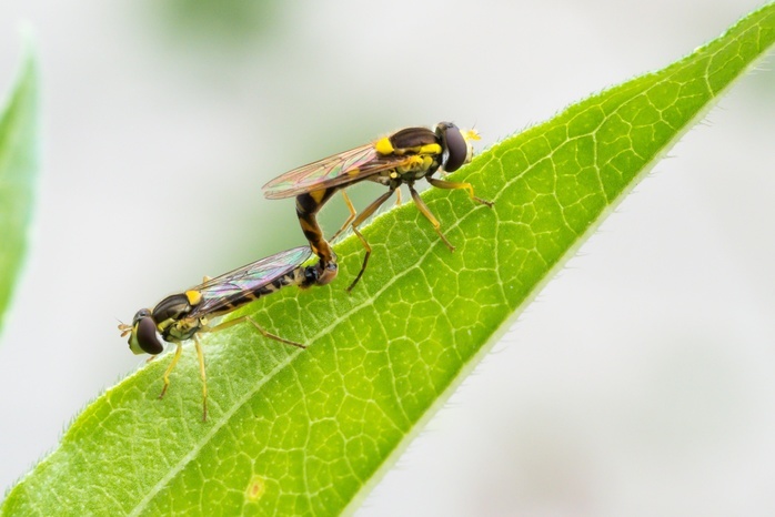 Mating, Long hoverfly (Sphaerophoria scripta), Hesse, Germany, Europe