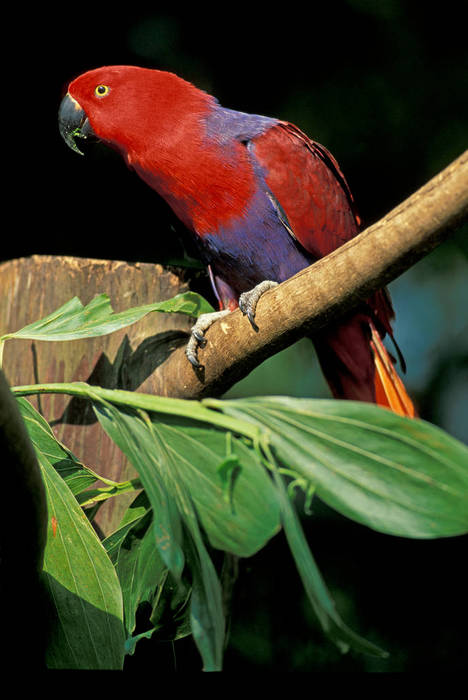 Eclectus Parrots,Eclectus roratus,Singapore