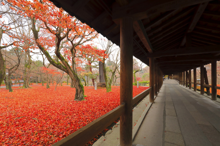 Autumn Leaves and Tsutenkyo Bridge at Tofukuji Temple, Kyoto