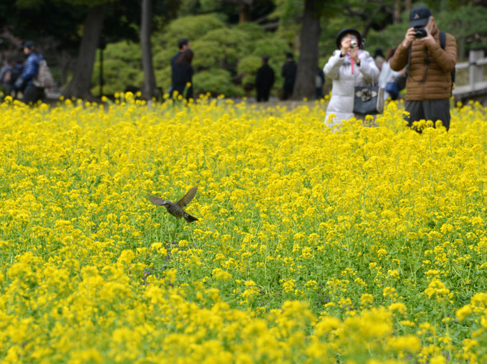 Rape blossoms in Hamarikyu Gardens March 10, 2018, Tokyo, Japan   A bird flies over yellow rape field at the Hama rikyu Gardens in Tokyo as the bird pecks at rape flowers on Saturday, March 10, 2018. People enjoy watching some 300,000 rapes in full bloom at the park.     Photo by Yoshio Tsunoda AFLO  LWX  ytd 