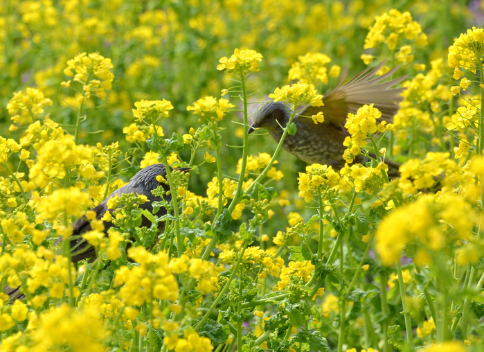 Rape blossoms at Hamarikyu Gardens March 10, 2018, Tokyo, Japan   Birds fly over yellow rape blossoms at the Hama rikyu Gardens in Tokyo as the bird pecks at rape flowers on Saturday, March 10, 2018. People enjoy watching some 300,000 rapes in full bloom at the park.     Photo by Yoshio Tsunoda AFLO  LWX  ytd 