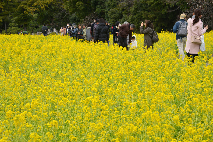 Rape blossoms in Hamarikyu Gardens March 10, 2018, Tokyo, Japan   Visitors walk around yellow rape field at the Hama rikyu Gardens in Tokyo on Saturday, March 10, 2018. People enjoy watching some 300,000 rapes in full bloom at the park.     Photo by Yoshio Tsunoda AFLO  LWX  ytd 