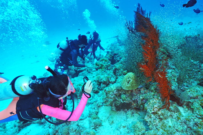 A diver taking pictures of a school of Lampreys and Ribbon Cuttlefish, Okinawa, Japan.