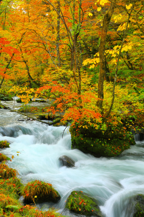 Aomori Oirase Stream, Ishigado Stream and Autumn Leaves