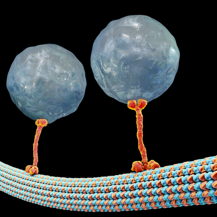 Intracellular transport, illustration Intracellular transport. Computer illustration of vesicles  spheres  being transported along a microtubule by a kinesin motor protein. Kinesins are able to  walk  along microtubules. Microtubules are polymers of the protein tubulin and are a component of the cytoskeleton.
