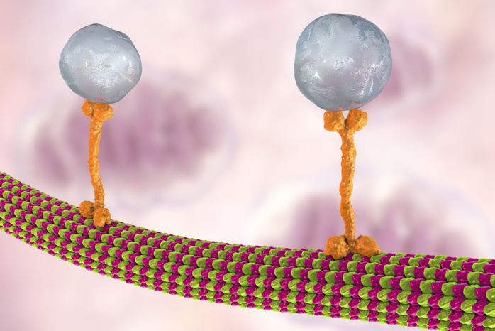 Intracellular transport, illustration Intracellular transport. Computer illustration of vesicles  spheres  being transported along a microtubule by a kinesin motor protein. Kinesins are able to  walk  along microtubules. Microtubules are polymers of the protein tubulin and are a component of the cytoskeleton.