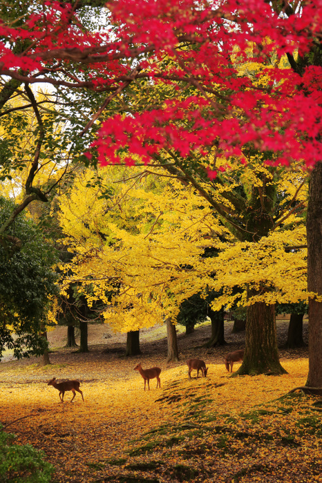 Autumn leaves and deer in Nara Park