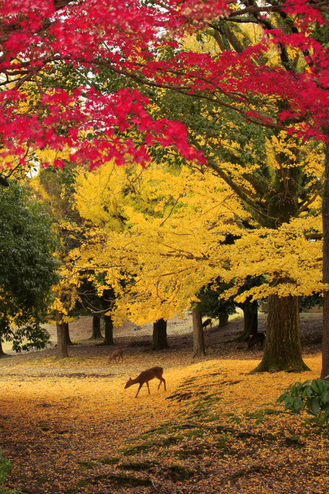 Autumn leaves and deer in Nara Park