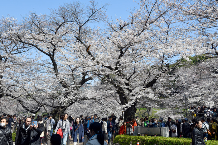 Cherry blossoms in the heart of Tokyo are in full bloom due to fine weather Chidorigafuchi March 25, 2018, Tokyo, Japan   Tens of thousands of holiday goers flock to the outer moat of the Imperial Palace, viewing cherry blossoms in full bloom on Thanks to the balmy weather in the last couple of days, cherry blossoms in and around the nation s capital were in full  Photo by Natsuki Sakai AFLO  AYF  mis 