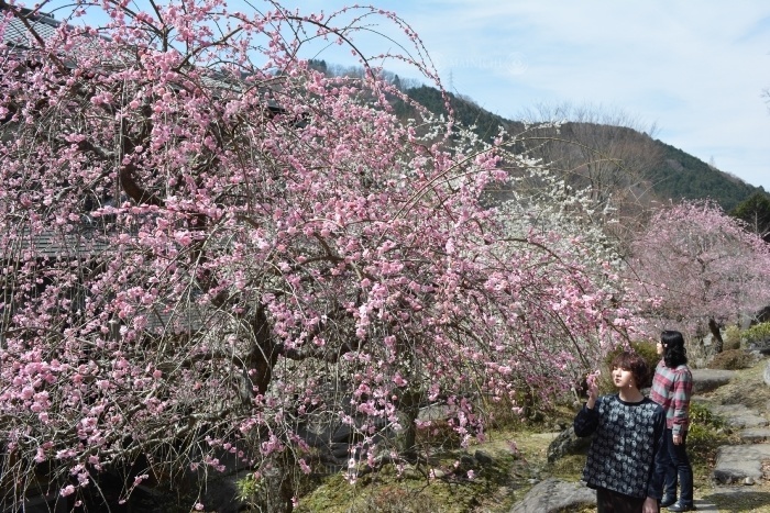 Weeping plum trees in full bloom at Toyojuan, Iga   Mie Shidare ume  weeping plum  at Toyojuan, a tree house, at its best, in Kawakita, Iga City, March 18, 2018, 10:50 a.m. Photo by Yukihiro Takeuchi.
