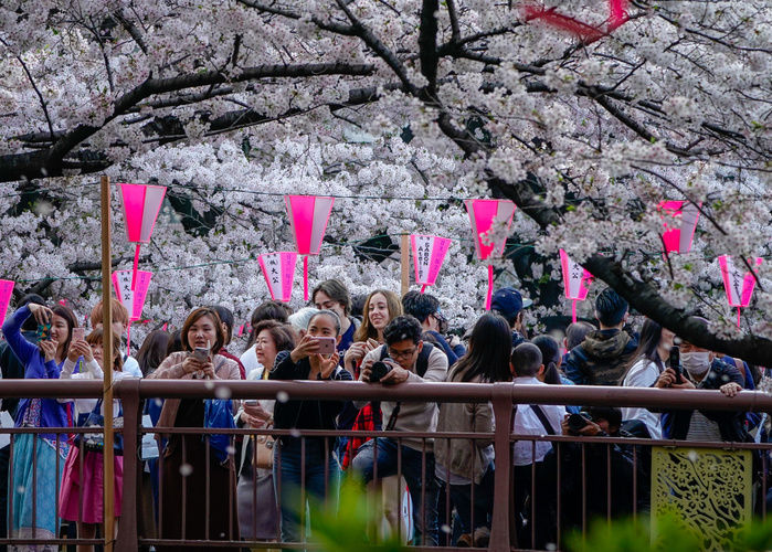 Cherry blossoms viewing in Tokyo 2018 March 28, 2018, Tokyo, Japan   People gather to view cherry blossoms at a popular viewing location in Tokyo. Cherry blossoms have reached full bloom in Tokyo and typically only last a week before the blossoms begin to fall from the trees.  Photo by AFLO 