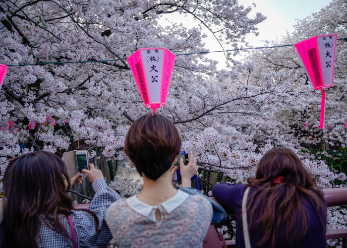 Cherry blossoms viewing in Tokyo 2018 March 28, 2018, Tokyo, Japan   People gather to view cherry blossoms at a popular viewing location in Tokyo. Cherry blossoms have reached full bloom in Tokyo and typically only last a week before the blossoms begin to fall from the trees.  Photo by AFLO 