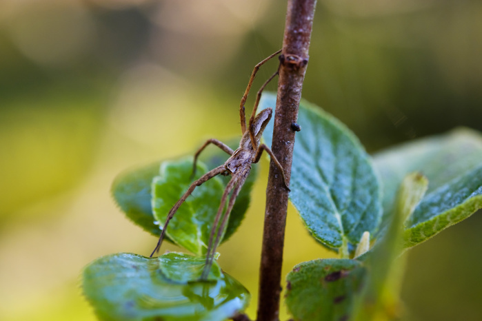 Germany, Bavaria, Nature Reserve Isarauen, nursery web spider, Pisaura mirabilis