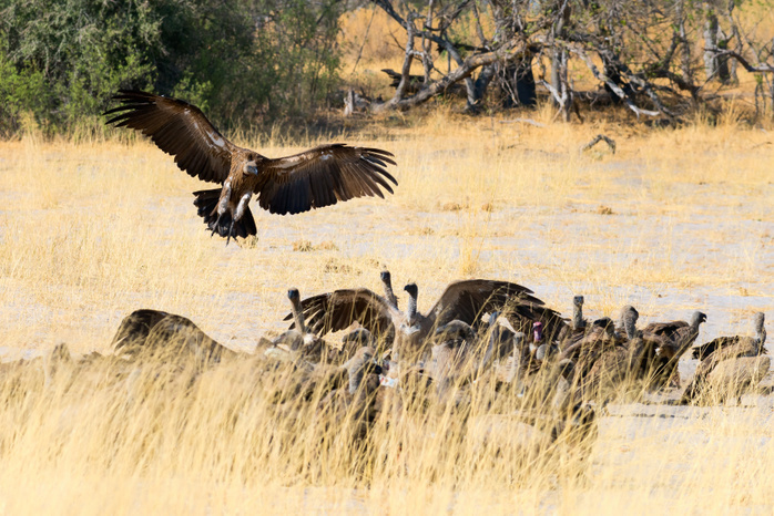 Vultures on a kill, Botswana, Africa Vultures on a kill, Botswana, Africa, Photo by Karen Deakin
