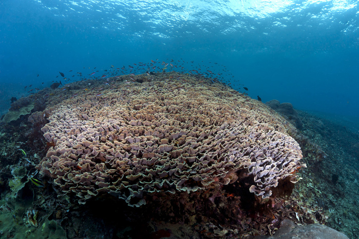 Indonesia, Bali, Nusa Lembonga, Nusa Penida, Cup corals, Turbinaria conspicua