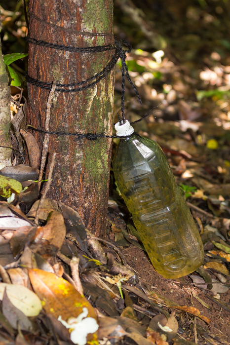 Endemic species Plastic bottles that store rainwater Tokyo Ogasawara 