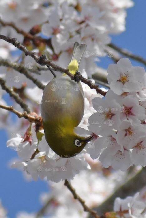  A white tailed bunting perches upside down on a cherry blossom branch to suck nectar. A white eye perches upside down on a cherry blossom branch to suck nectar, April 13, 2018 in Tomi City, Japan  photo by Hirohito Takeda.
