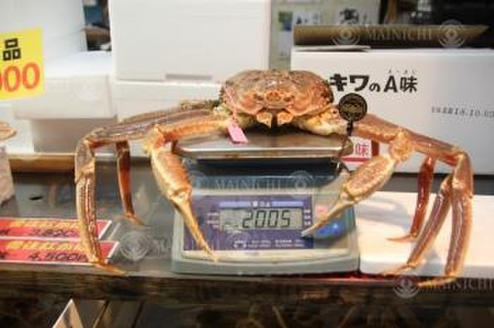 Extra large Matsuba crab landed from bottom trawl fishing boats A Matsuba crab weighing 2 kilograms is landed at the border of Kaju Ward, Kami Town, November 21, 2017, 11:17 a.m. Photo by Yoshinori Takehana.