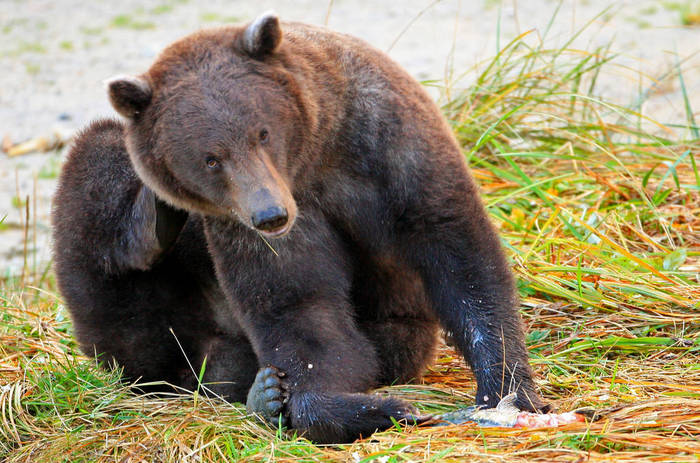 grizzly bear  Ursus arctos horribilis  Grizzly bear scratching, Haines, Alaska