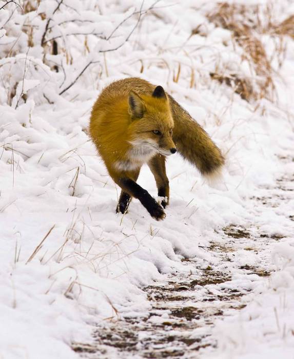 Red fox hunting in winter