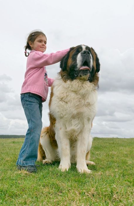 Fillette debout a cote de son chien Saint Bernard. On constate la difference de taille.
